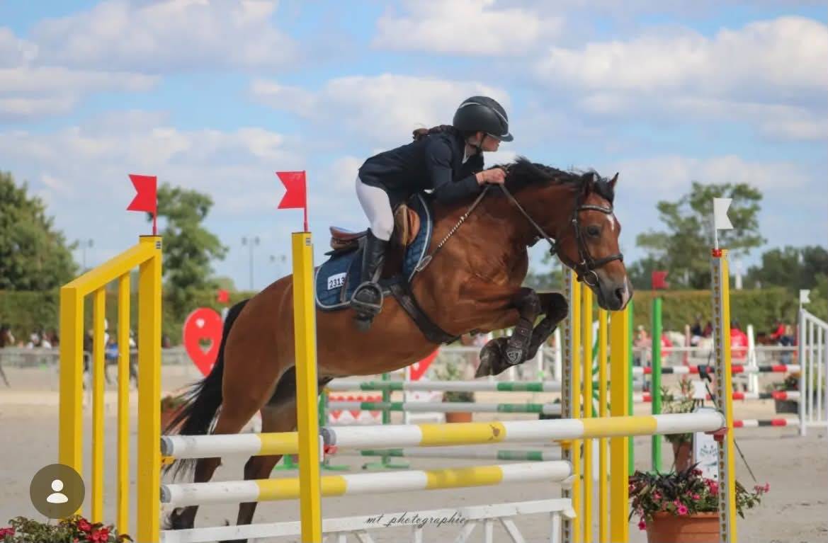 Gelding Welsh Pony (Section D), Welsh Cob For sale 2013 Bay