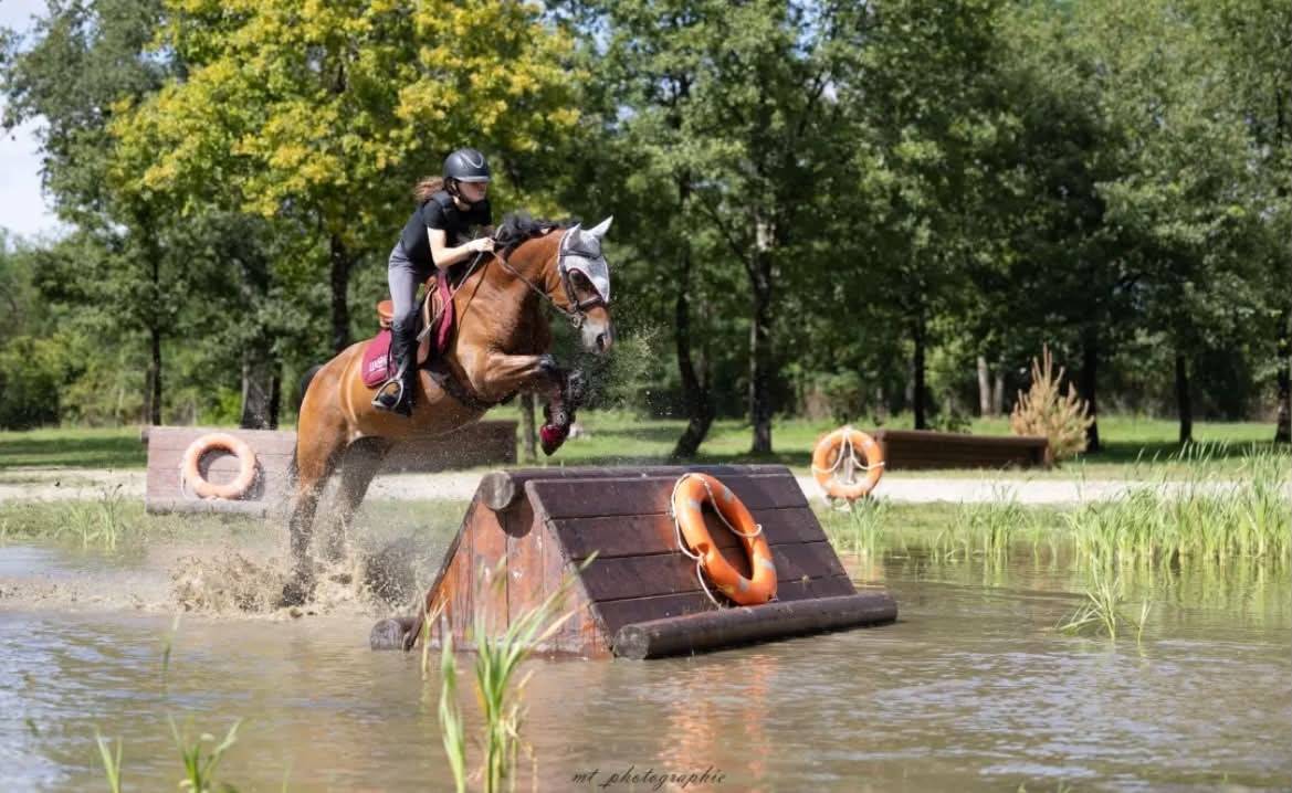Gelding Welsh Pony (Section D), Welsh Cob For sale 2013 Bay