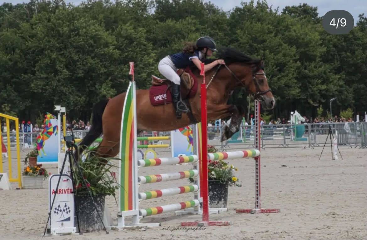 Gelding Welsh Pony (Section D), Welsh Cob For sale 2013 Bay