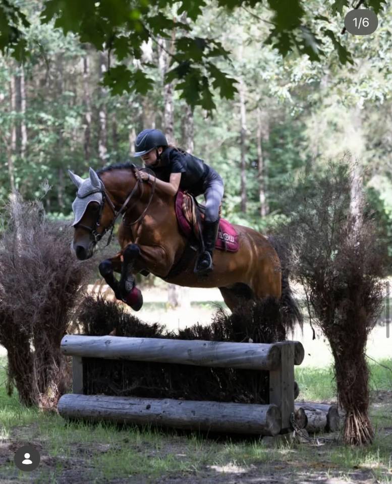 Gelding Welsh Pony (Section D), Welsh Cob For sale 2013 Bay