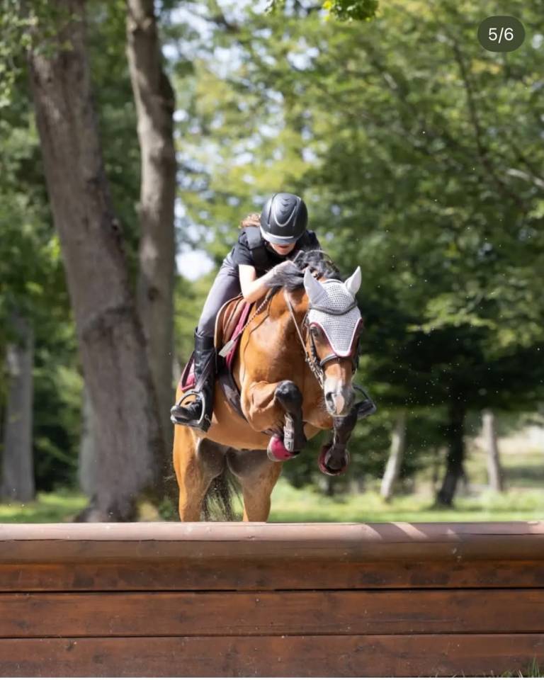 Gelding Welsh Pony (Section D), Welsh Cob For sale 2013 Bay