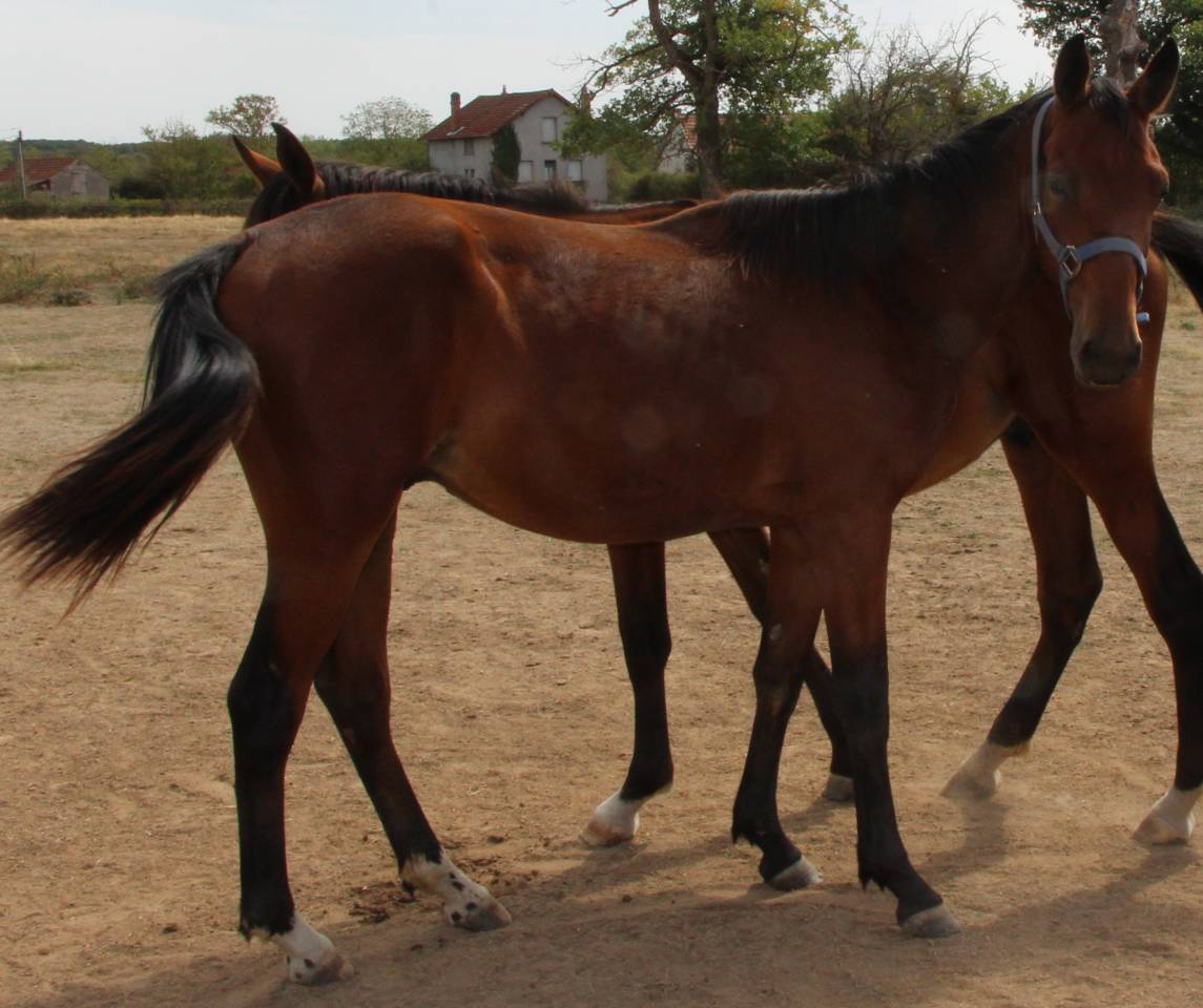 Colt Selle Fran&ccedil;ais For sale 2025 Bay
