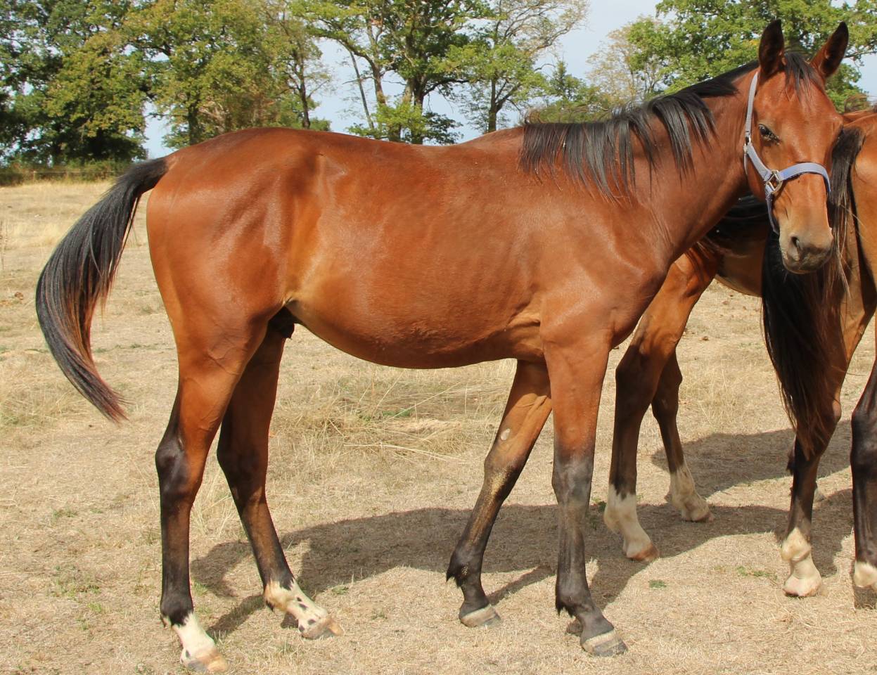 Colt Selle Fran&ccedil;ais For sale 2025 Bay