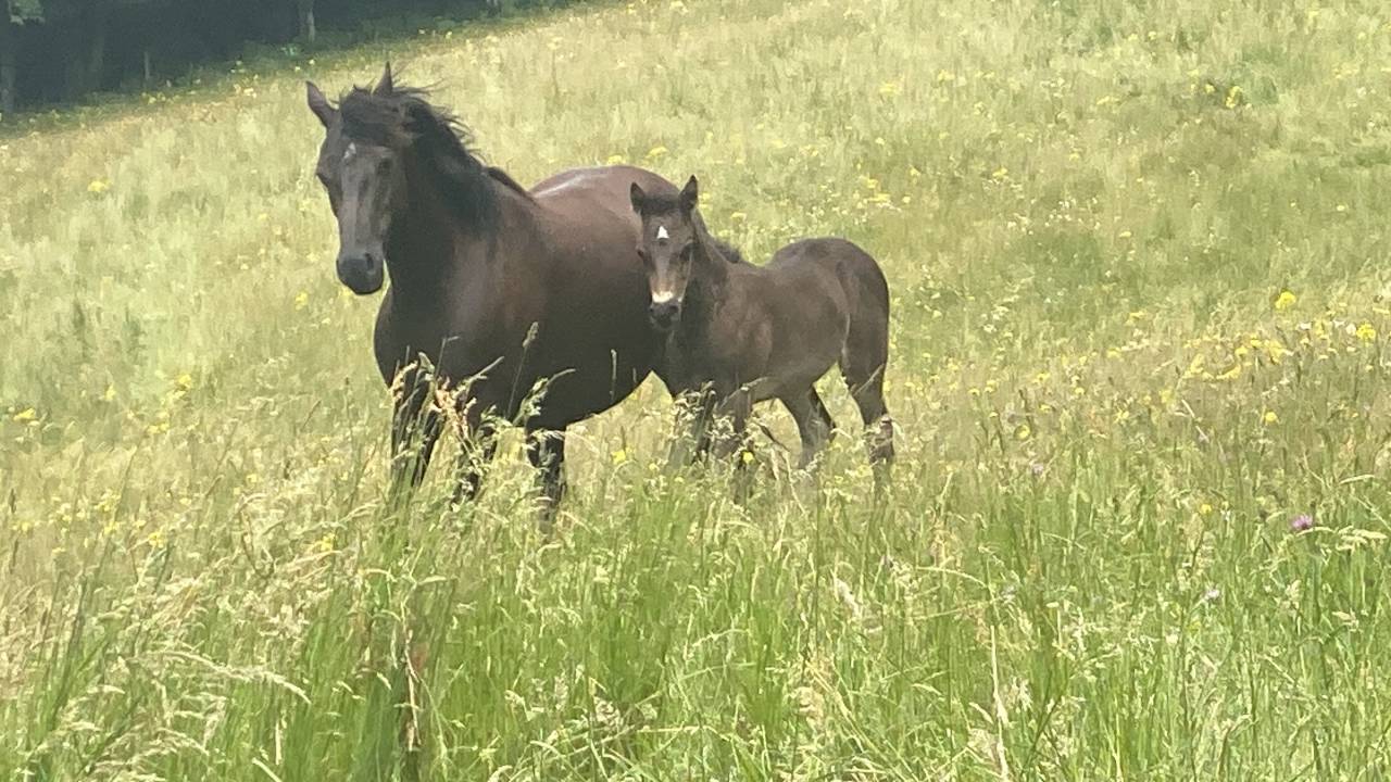 Filly French Saddle Pony For sale 2026 Black