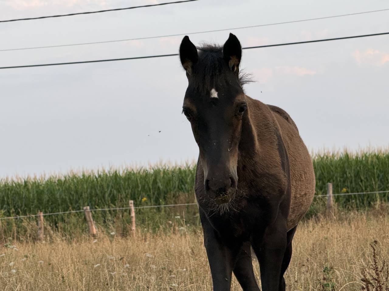Filly French Saddle Pony For sale 2026 Black