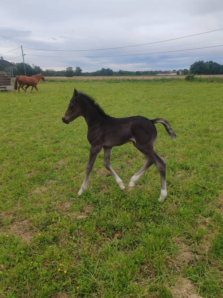 Filly French Saddle Pony For sale 2026 Black