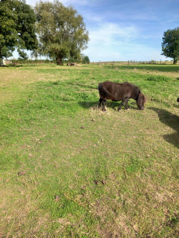 Mare Shetland Pony For sale 2014 Black