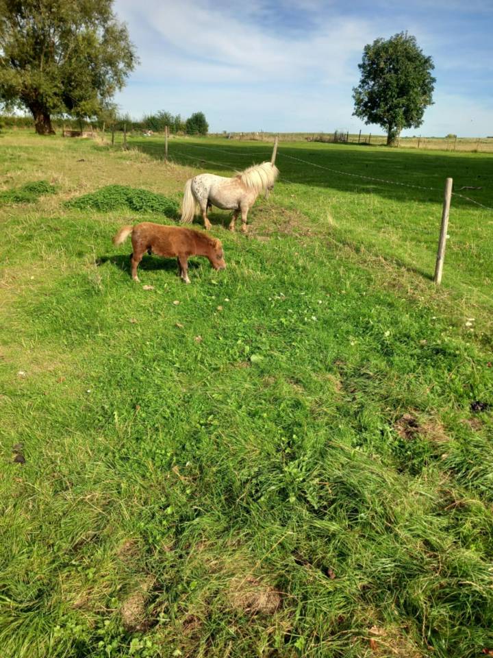 Stallion Shetland Pony For sale 2014 Other color