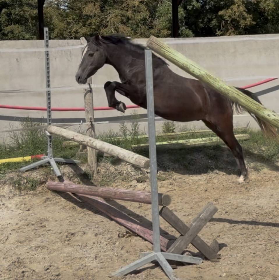 Gelding Welsh Pony (Section B) For sale 2023 Grey