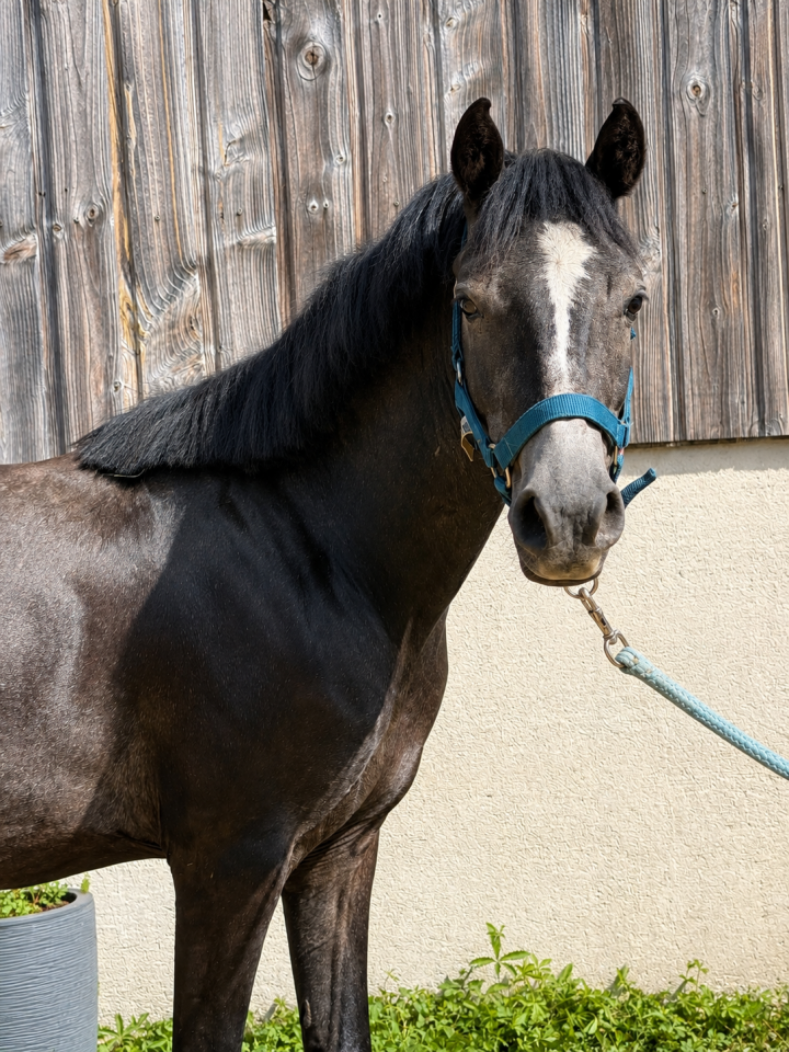 Gelding Welsh Pony (Section B) For sale 2023 Grey