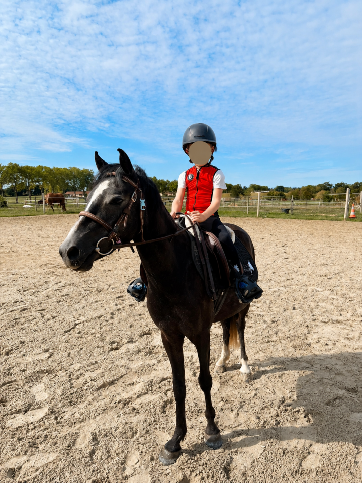 Gelding Welsh Pony (Section B) For sale 2023 Grey