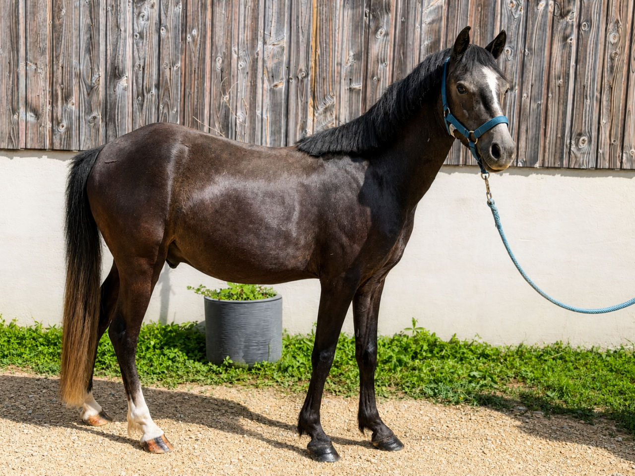 Gelding Welsh Pony (Section B) For sale 2023 Grey