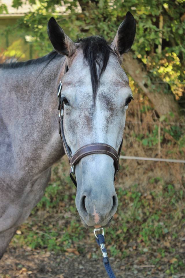 Entire English Thoroughbred For sale 2023 Grey
