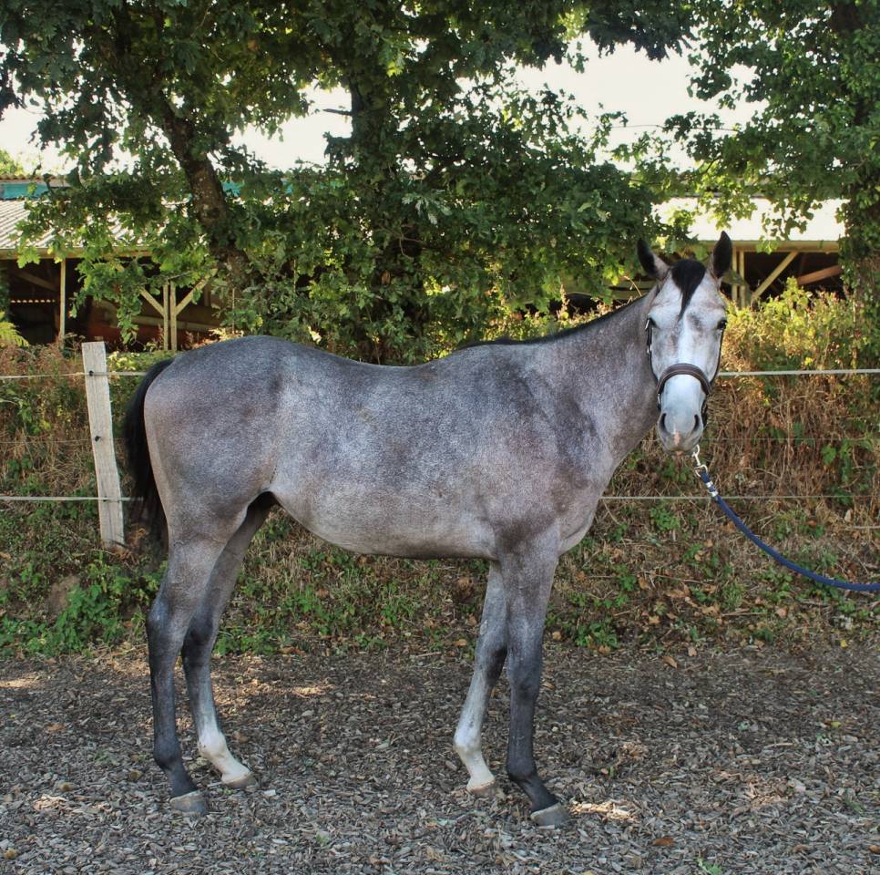 Entire English Thoroughbred For sale 2023 Grey