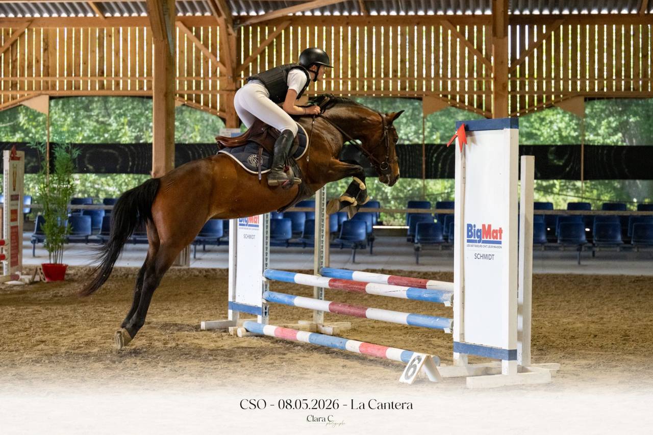 Mare French Saddle Pony For sale 2022 Bay