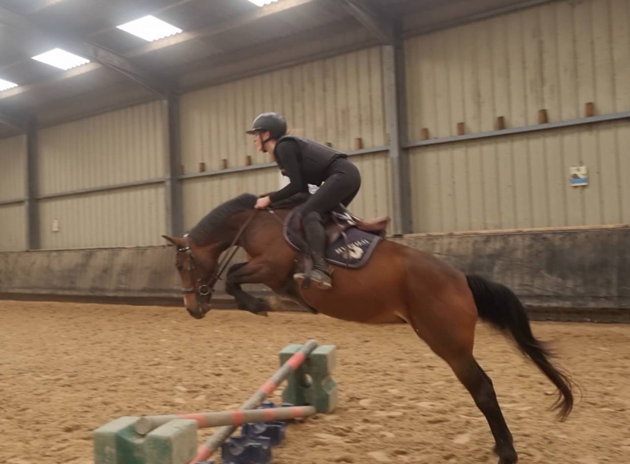 Mare French Saddle Pony For sale 2022 Bay