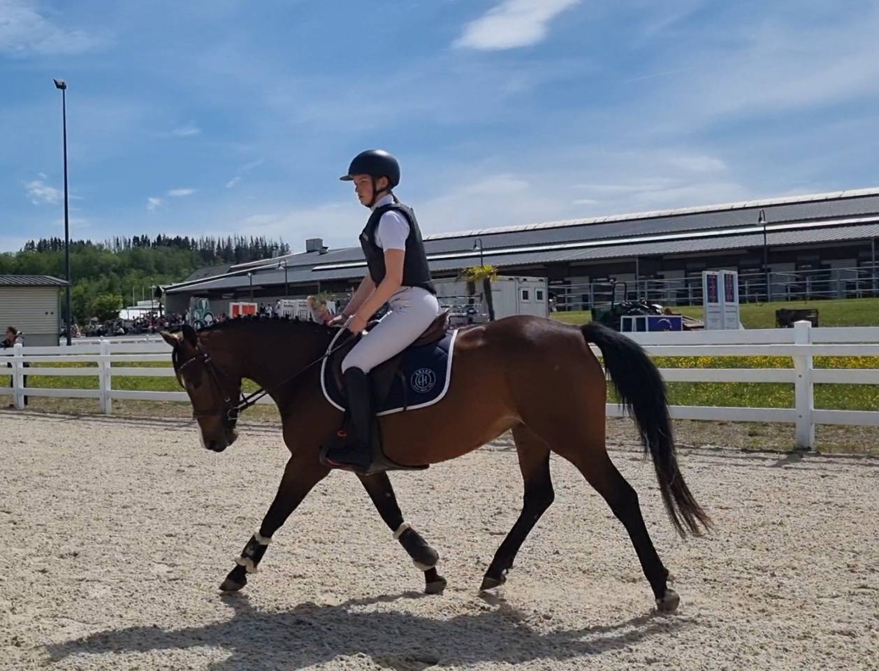 Mare French Saddle Pony For sale 2022 Bay