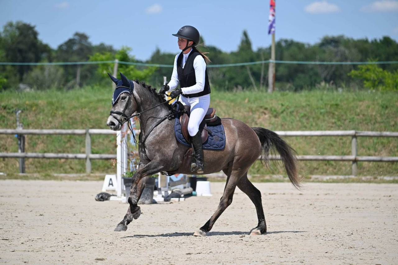 Mare French Saddle Pony For sale 2022 Grey