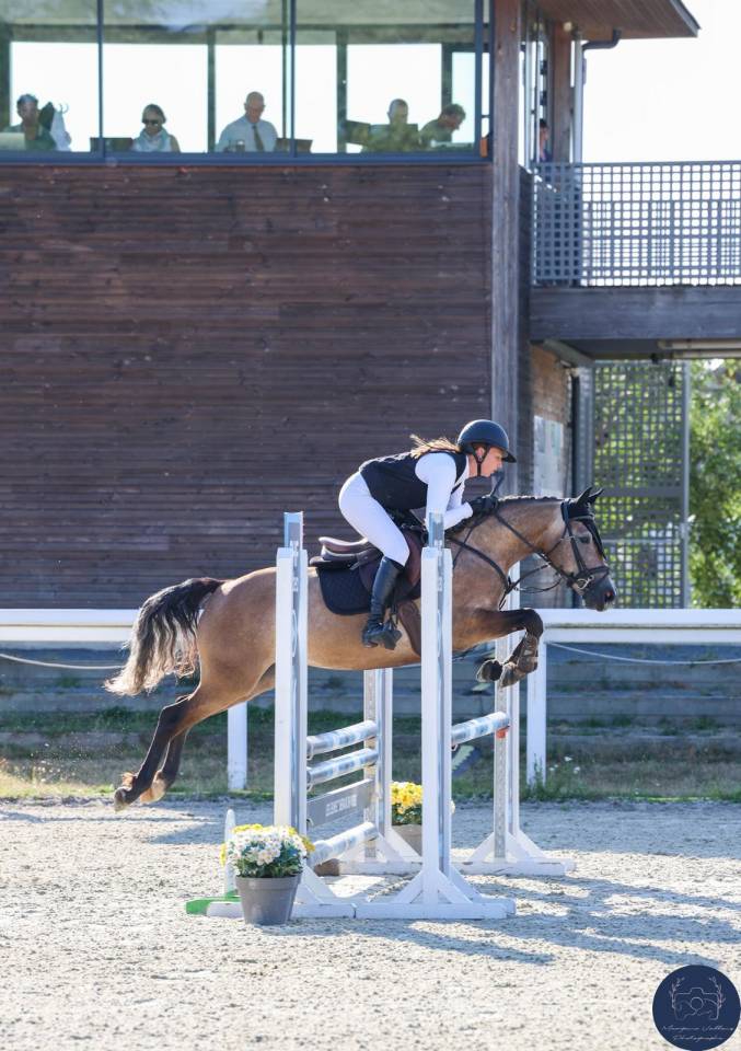 Mare French Saddle Pony For sale 2022 Grey