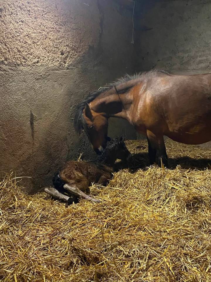 Mare No Origin Recorded For sale 2017 Bay