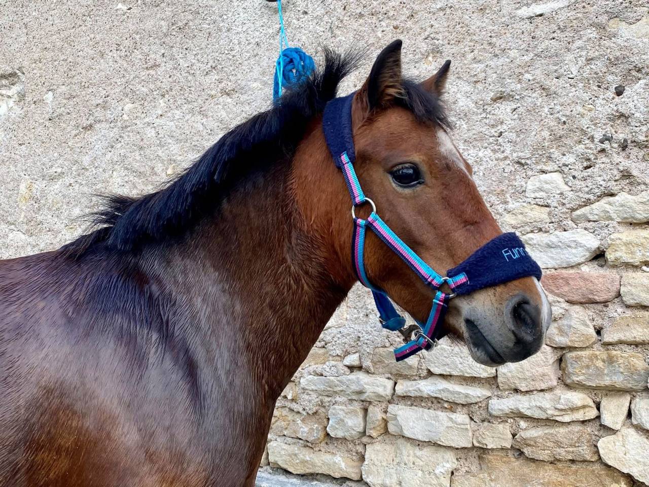 Mare No Origin Recorded For sale 2017 Bay