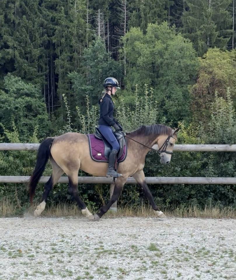 Mare Belgian Riding Pony For sale 2015 Buckskin