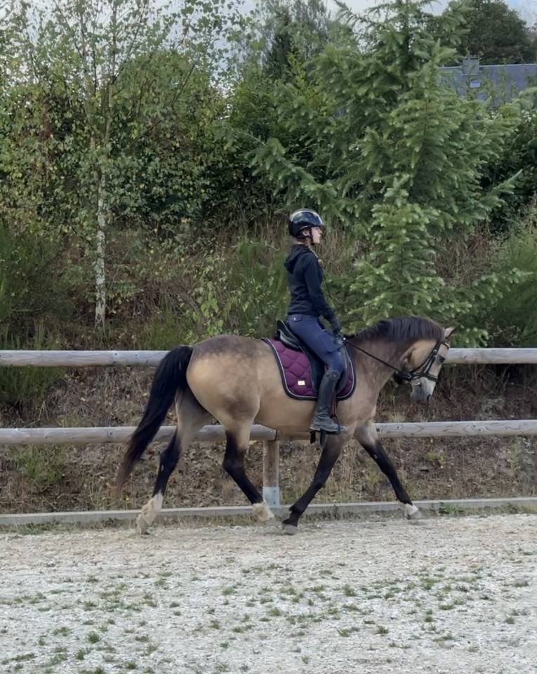 Mare Belgian Riding Pony For sale 2015 Buckskin