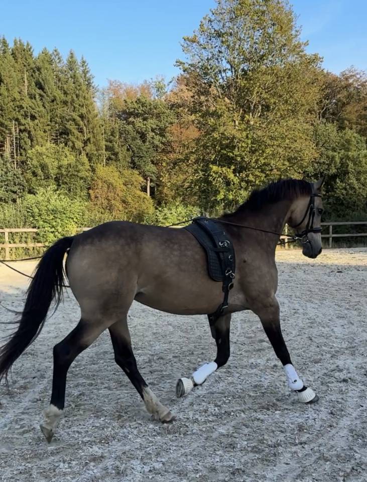 Mare Belgian Riding Pony For sale 2015 Buckskin
