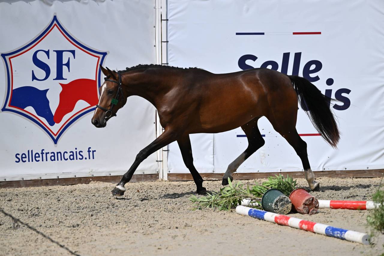 Mare Selle Fran&ccedil;ais For sale 2023 Bay