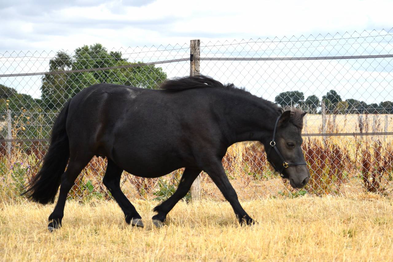 Broodmare Shetland Pony For sale 2018 Black