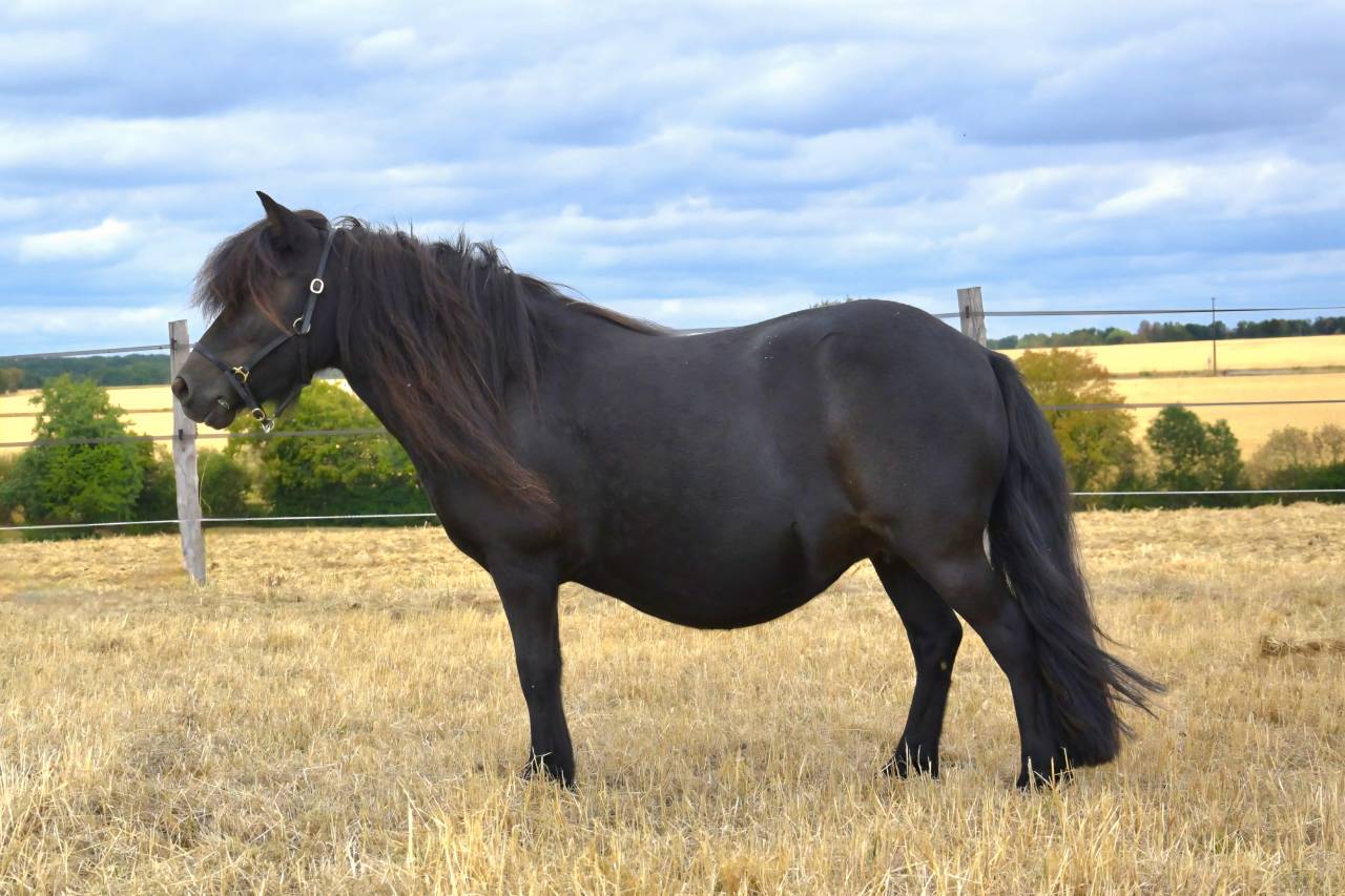 Broodmare Shetland Pony For sale 2018 Black