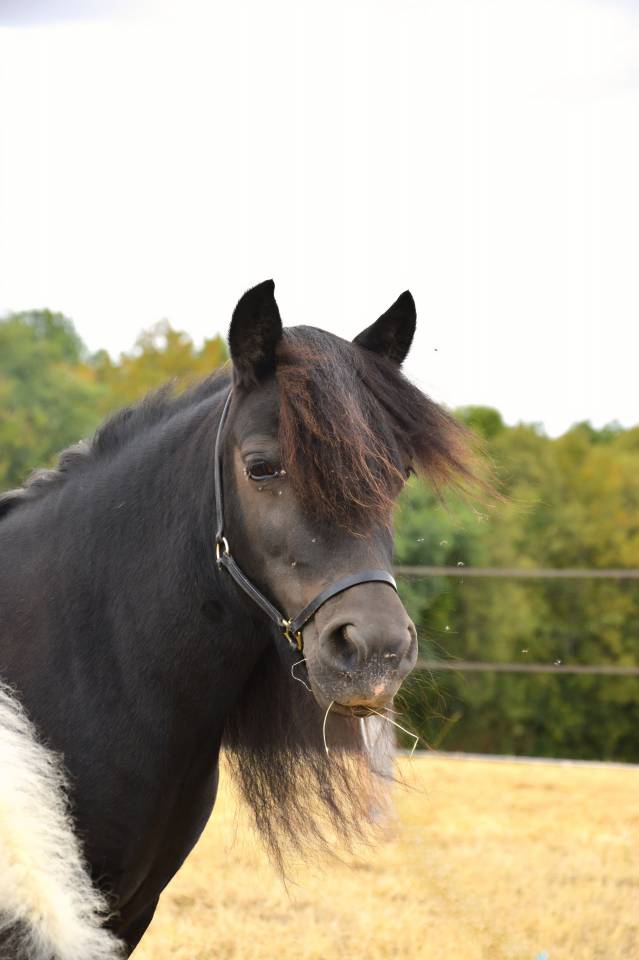 Broodmare Shetland Pony For sale 2018 Black