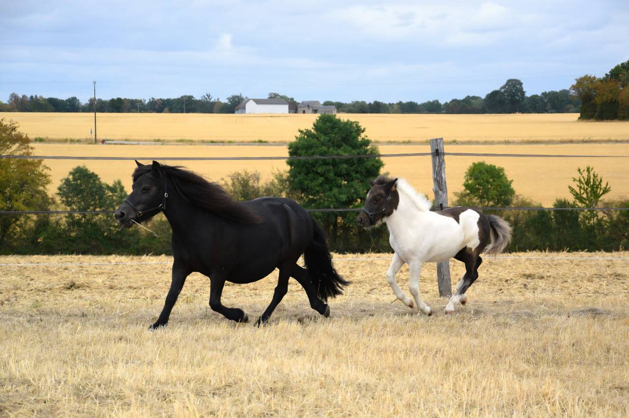 Broodmare Shetland Pony For sale 2018 Black