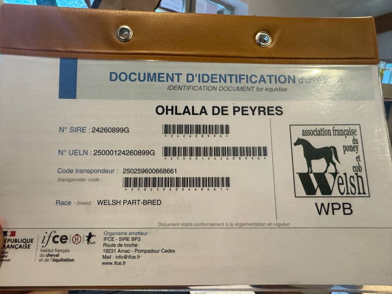 Mare Welsh Part Bred For sale 2024 Black