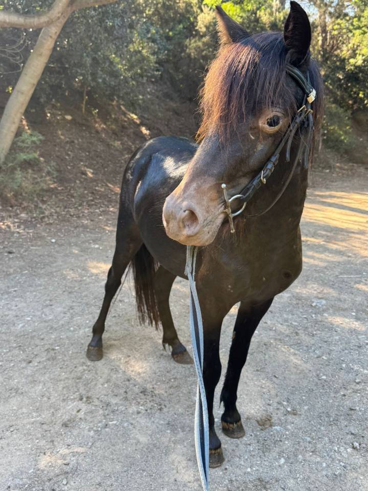 Mare Welsh Part Bred For sale 2024 Black