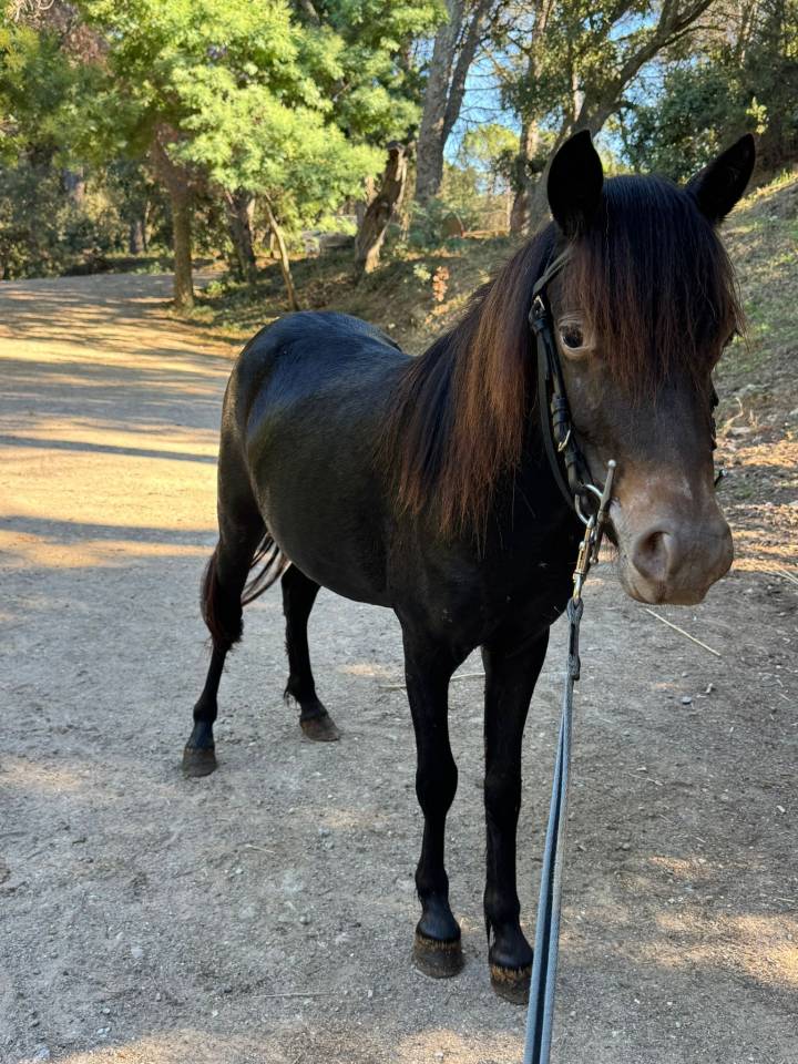 Mare Welsh Part Bred For sale 2024 Black