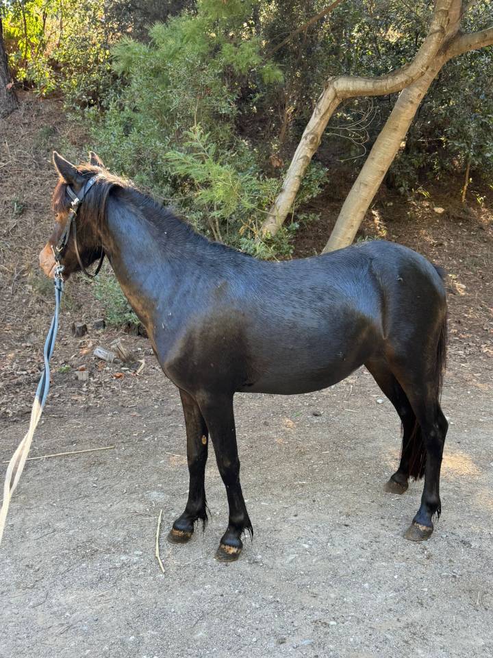 Mare Welsh Part Bred For sale 2024 Black