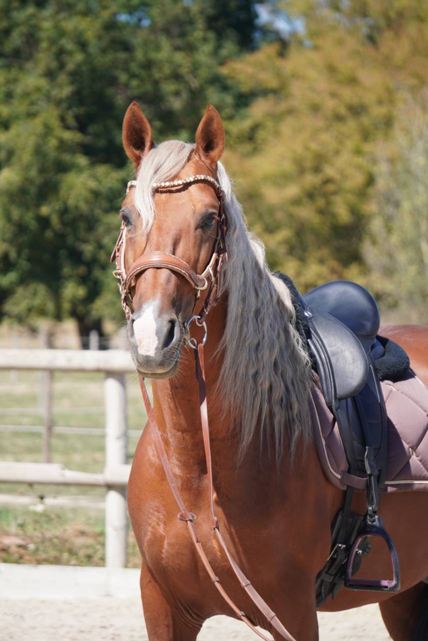 Stallion PRE Pure Spanish Bred For sale 2017 Palomino