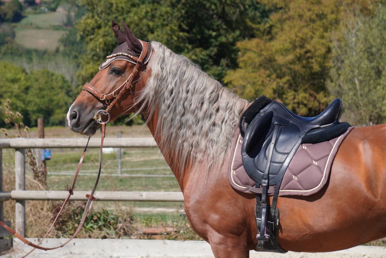 Stallion PRE Pure Spanish Bred For sale 2017 Palomino