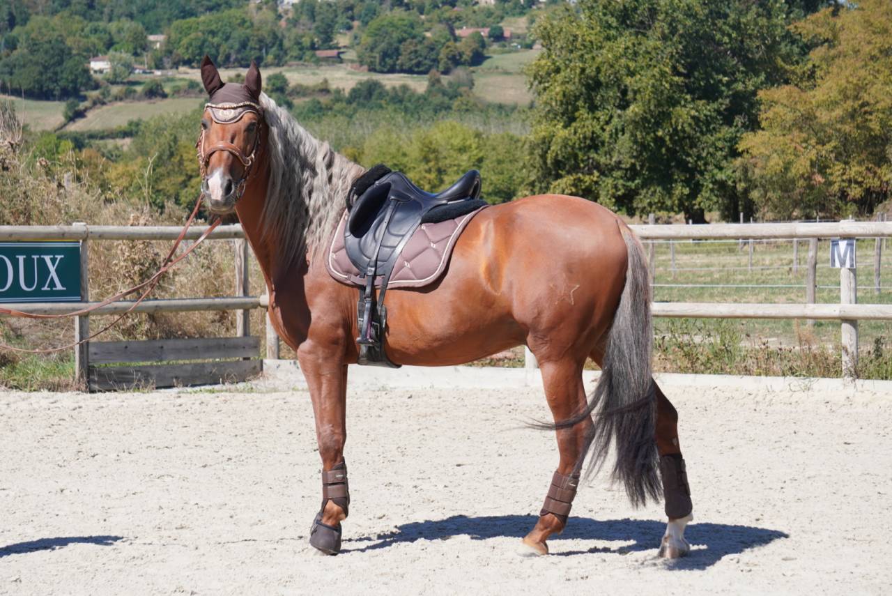 Stallion PRE Pure Spanish Bred For sale 2017 Palomino