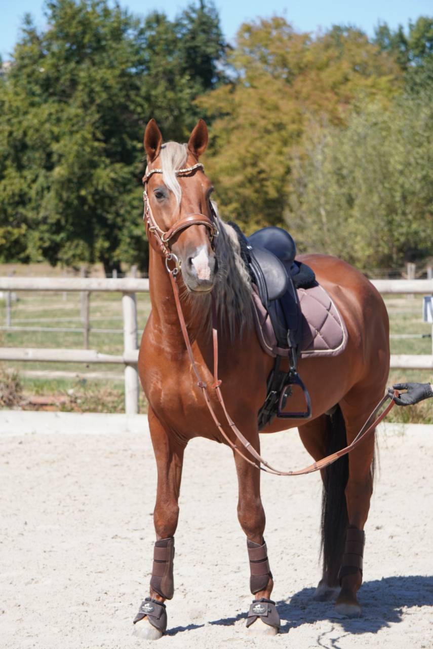 Stallion PRE Pure Spanish Bred For sale 2017 Palomino