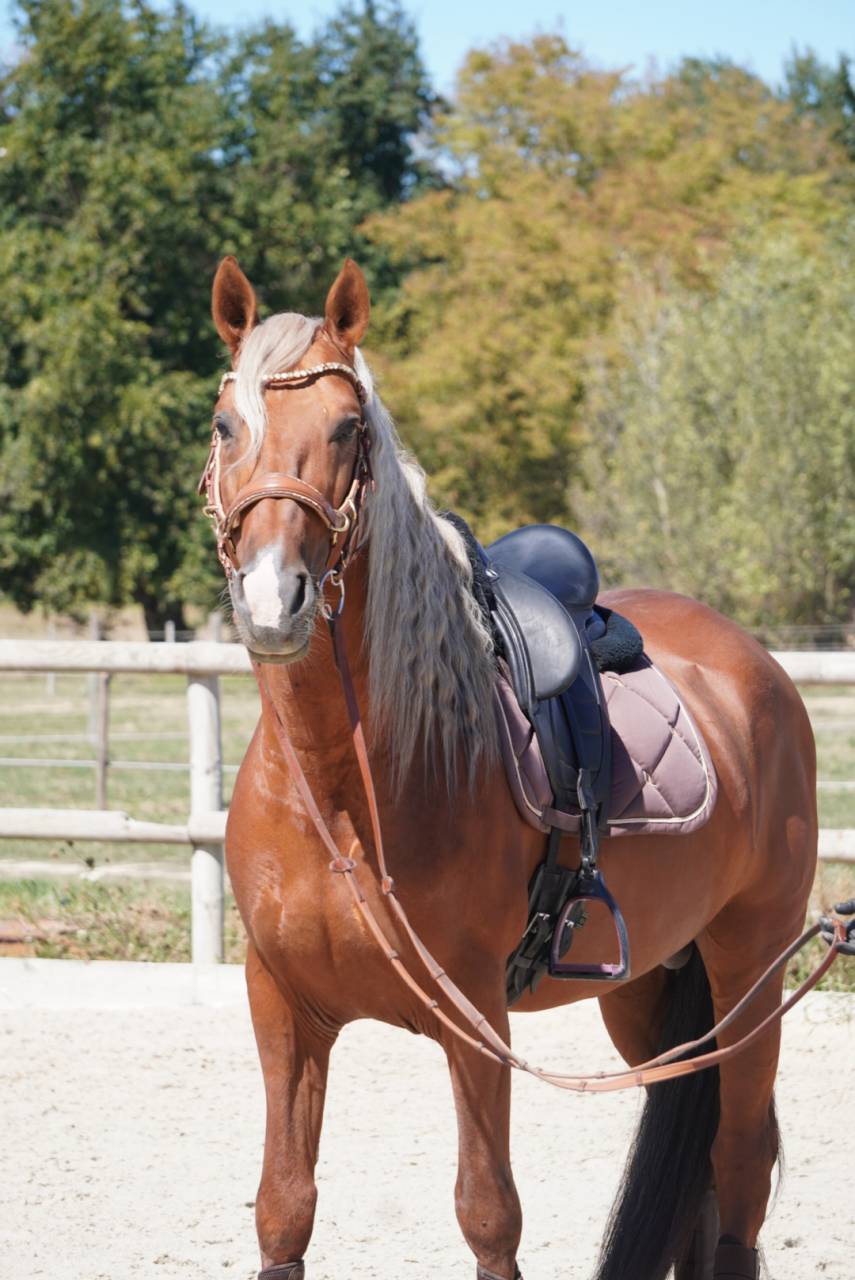 Stallion PRE Pure Spanish Bred For sale 2017 Palomino