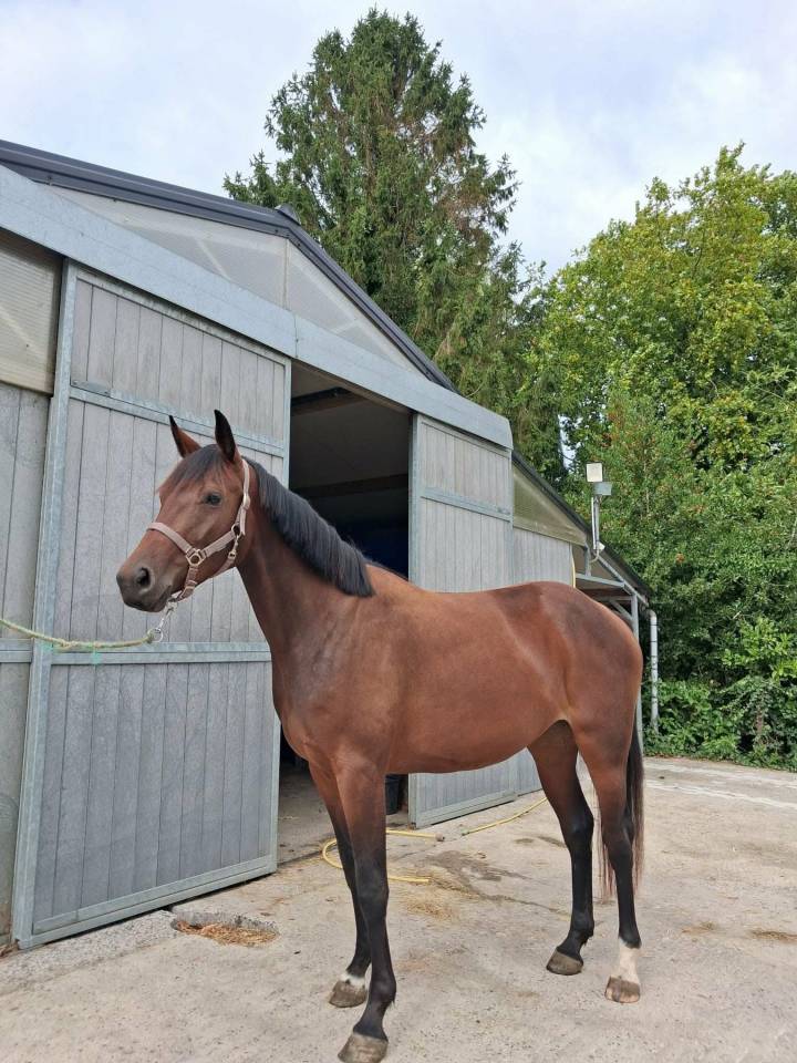 Mare sBs Belgian Warmblood For sale 2023 Bay