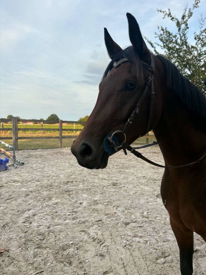 Mare sBs Belgian Warmblood For sale 2023 Bay