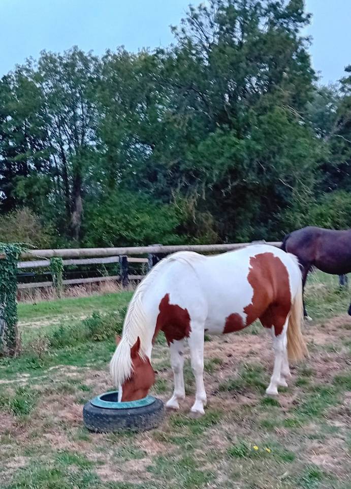 Mare Pottok  For sale 2022 Coloured