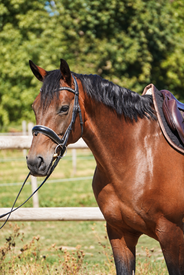 Mare Selle Fran&ccedil;ais For sale 2016 Dark Bay
