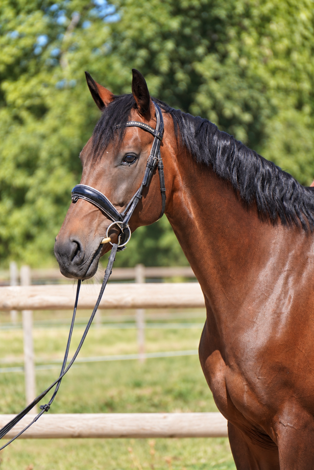 Mare Selle Fran&ccedil;ais For sale 2016 Dark Bay