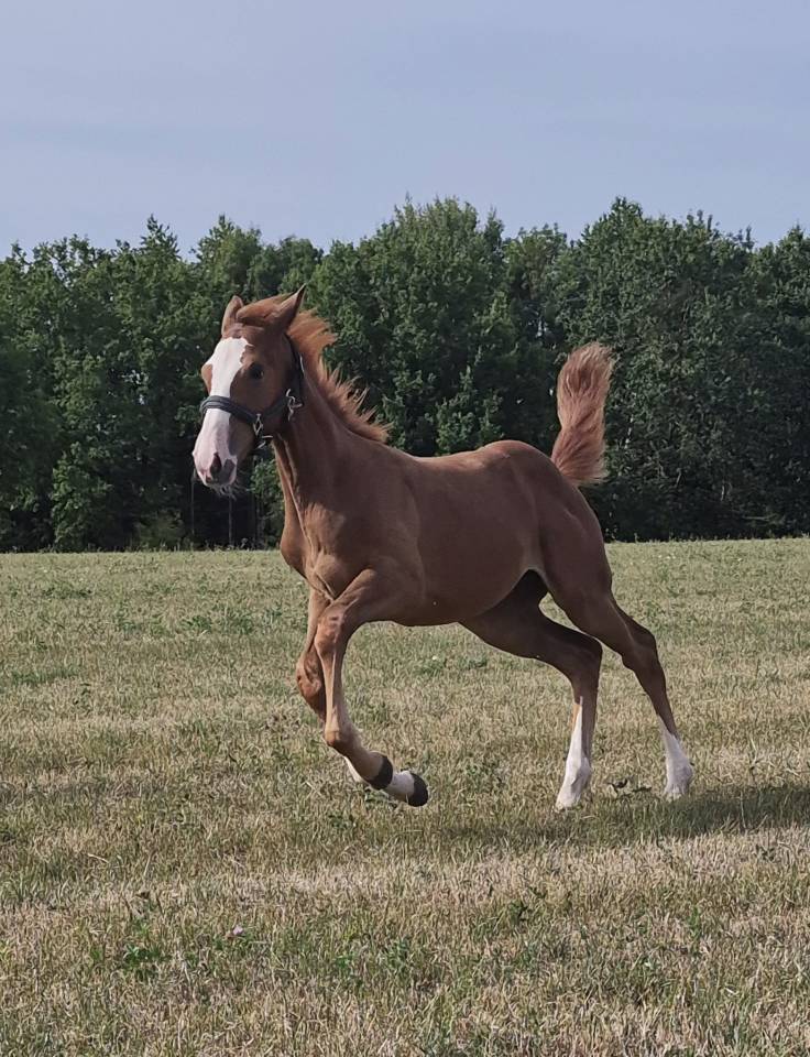 Mare sBs Belgian Warmblood For sale 2026 Chesnut