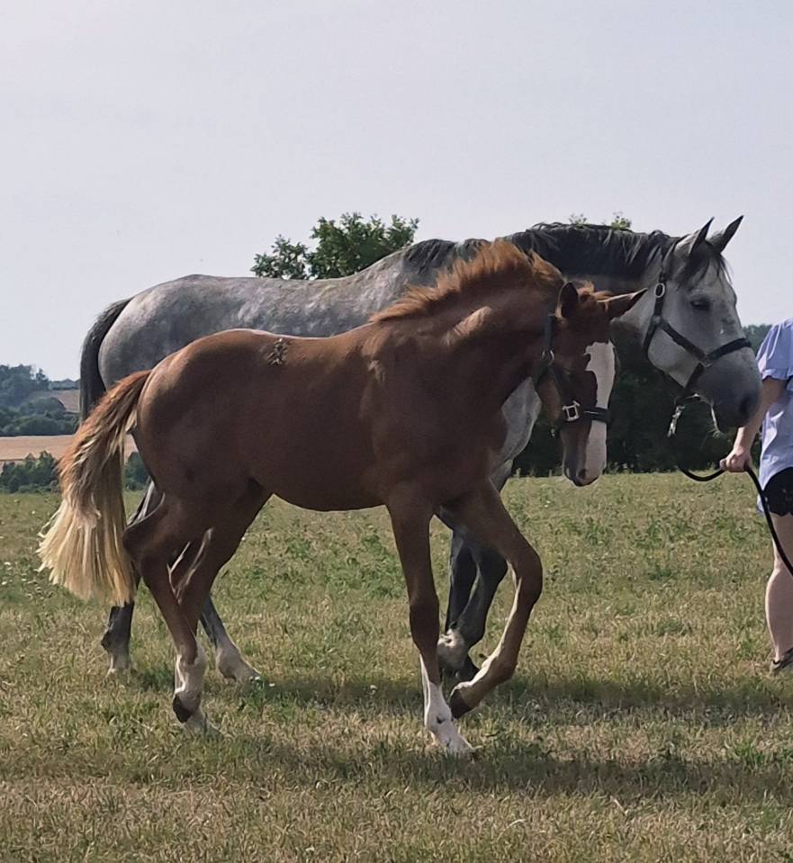 Mare sBs Belgian Warmblood For sale 2026 Chesnut