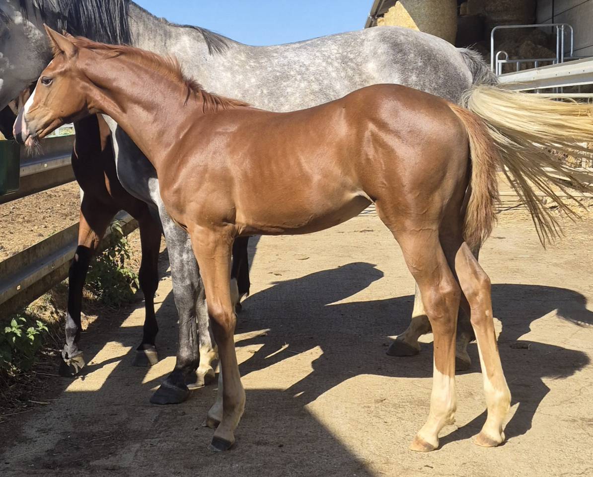 Mare sBs Belgian Warmblood For sale 2026 Chesnut